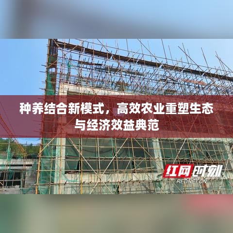 種養(yǎng)結(jié)合新模式，高效農(nóng)業(yè)重塑生態(tài)與經(jīng)濟(jì)效益典范