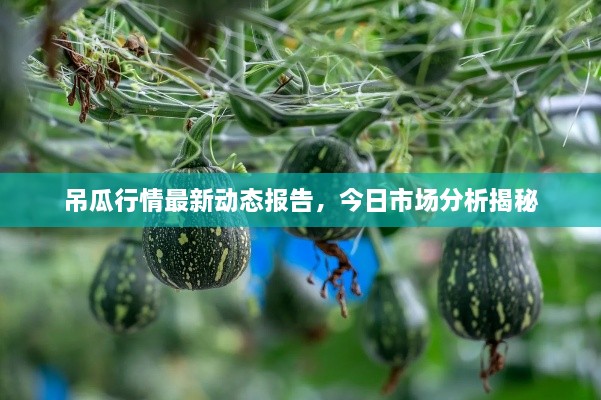 吊瓜行情最新動(dòng)態(tài)報(bào)告，今日市場(chǎng)分析揭秘