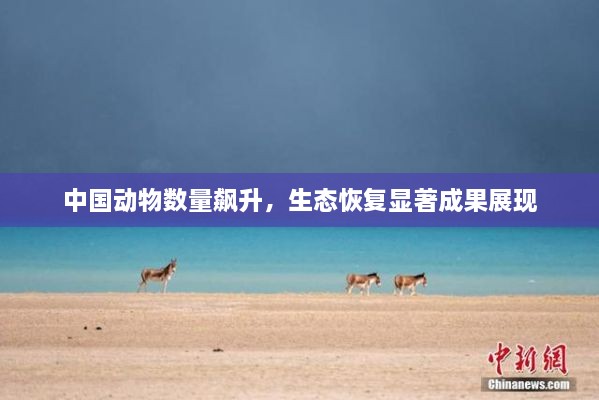 中國動物數(shù)量飆升，生態(tài)恢復顯著成果展現(xiàn)