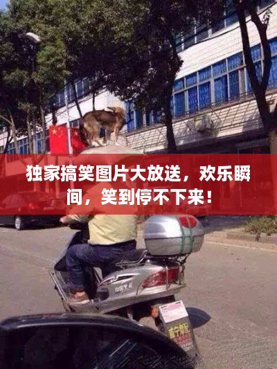 獨家搞笑圖片大放送，歡樂瞬間，笑到停不下來！