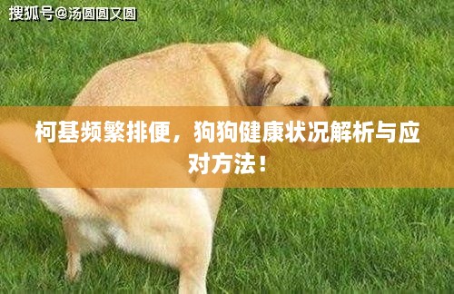 柯基頻繁排便，狗狗健康狀況解析與應對方法！