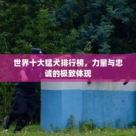 世界十大猛犬排行榜，力量與忠誠的極致體現(xiàn)