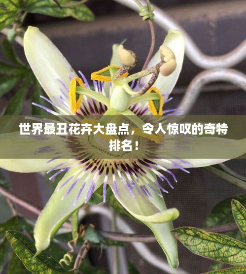 世界最丑花卉大盤點，令人驚嘆的奇特排名！