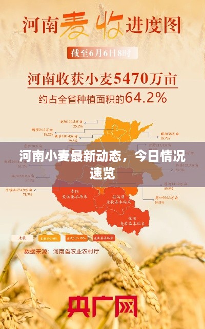 河南小麥最新動態(tài)，今日情況速覽