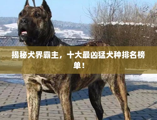 揭秘犬界霸主，十大最兇猛犬種排名榜單！
