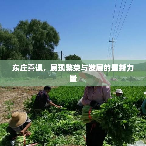 東莊喜訊，展現(xiàn)繁榮與發(fā)展的最新力量