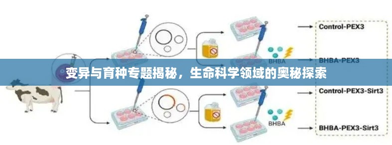 變異與育種專題揭秘，生命科學(xué)領(lǐng)域的奧秘探索