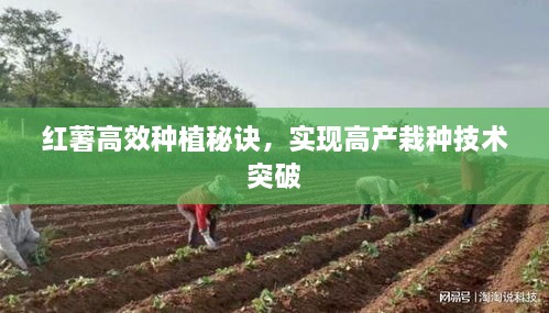 紅薯高效種植秘訣，實(shí)現(xiàn)高產(chǎn)栽種技術(shù)突破