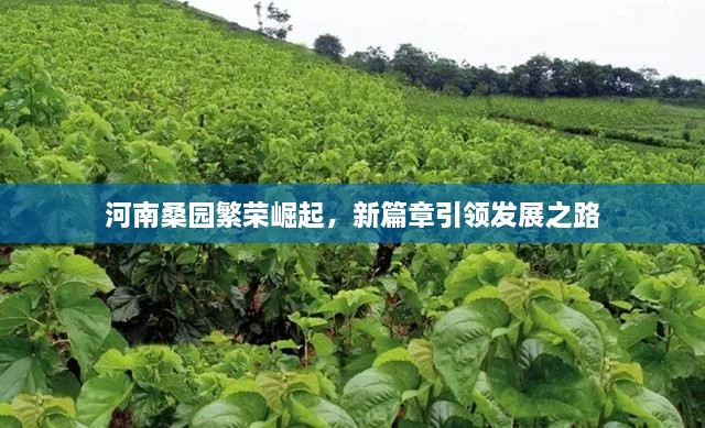 河南桑園繁榮崛起，新篇章引領(lǐng)發(fā)展之路