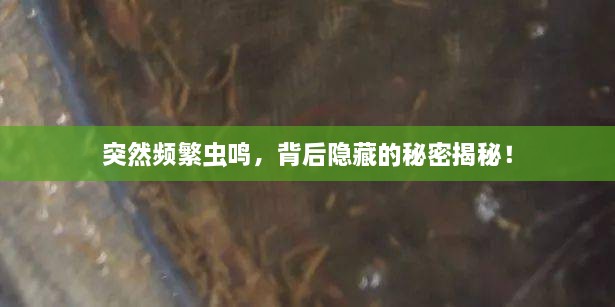 突然頻繁蟲鳴，背后隱藏的秘密揭秘！