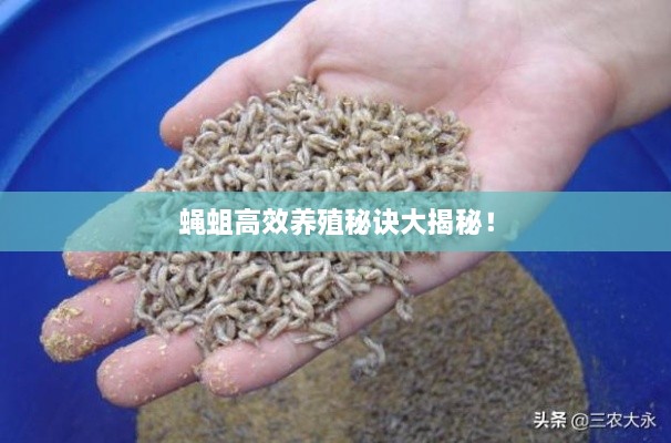 蠅蛆高效養(yǎng)殖秘訣大揭秘！