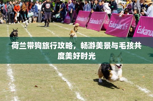 荷蘭帶狗旅行攻略，暢游美景與毛孩共度美好時光