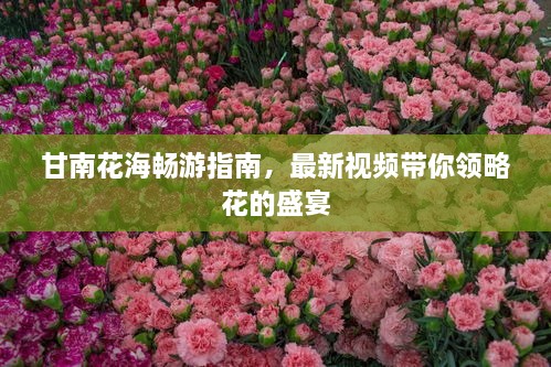甘南花海暢游指南，最新視頻帶你領(lǐng)略花的盛宴