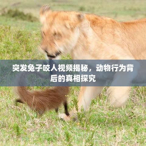 突發(fā)兔子咬人視頻揭秘，動物行為背后的真相探究