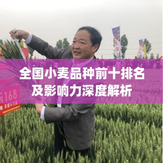 全國小麥品種前十排名及影響力深度解析