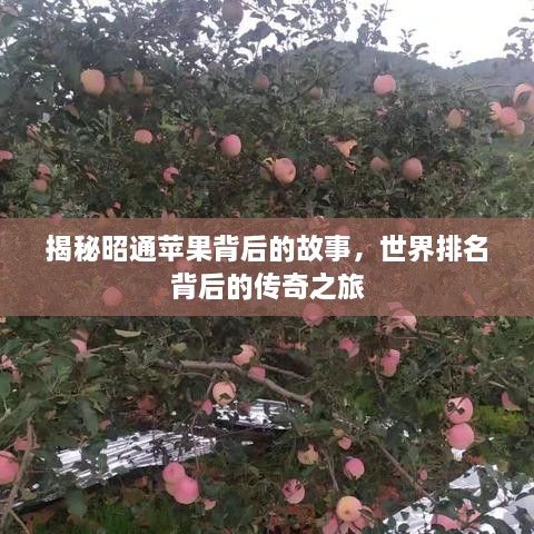 揭秘昭通蘋果背后的故事，世界排名背后的傳奇之旅