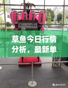草魚今日行情分析，最新單價信息及市場動態(tài)一網(wǎng)打盡