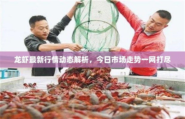 龍蝦最新行情動態(tài)解析，今日市場走勢一網(wǎng)打盡