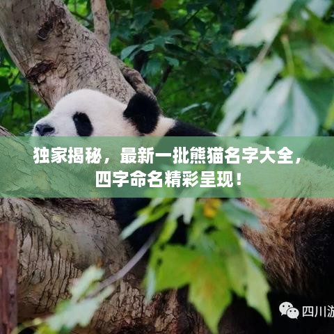 獨家揭秘，最新一批熊貓名字大全，四字命名精彩呈現(xiàn)！