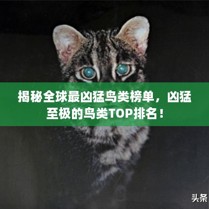 揭秘全球最兇猛鳥類榜單，兇猛至極的鳥類TOP排名！