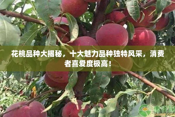 花桃品種大揭秘，十大魅力品種獨特風采，消費者喜愛度極高！