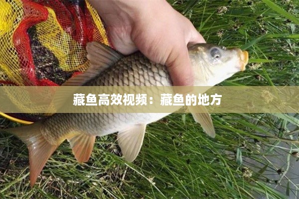 藏魚高效視頻：藏魚的地方 