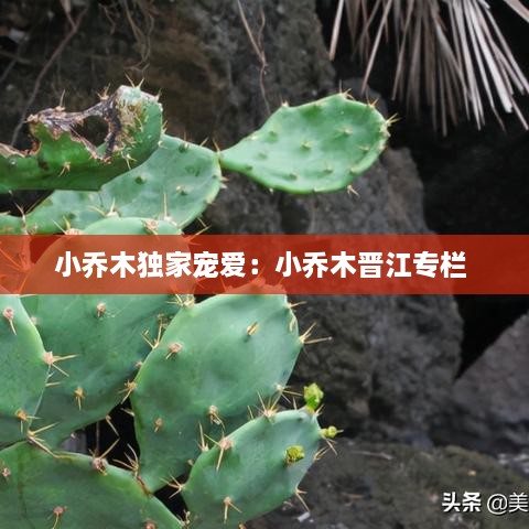 小喬木獨家寵愛：小喬木晉江專欄 