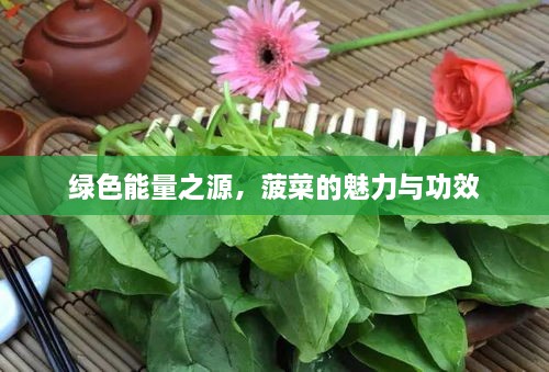 綠色能量之源，菠菜的魅力與功效