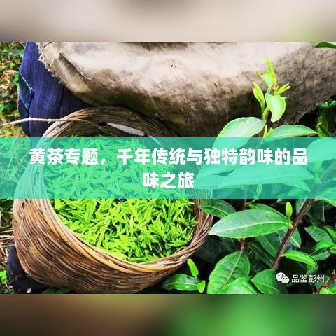 黃茶專題，千年傳統(tǒng)與獨(dú)特韻味的品味之旅