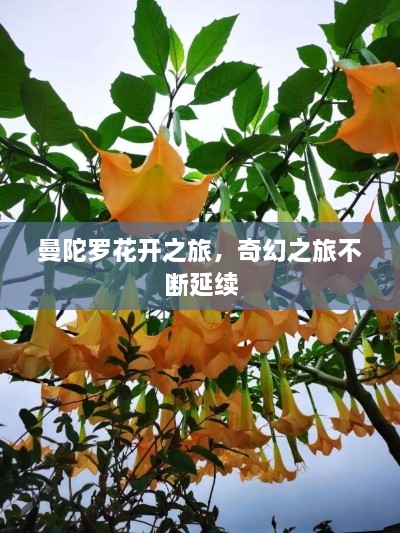 曼陀羅花開之旅，奇幻之旅不斷延續(xù)