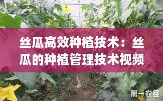 絲瓜高效種植技術(shù)：絲瓜的種植管理技術(shù)視頻 