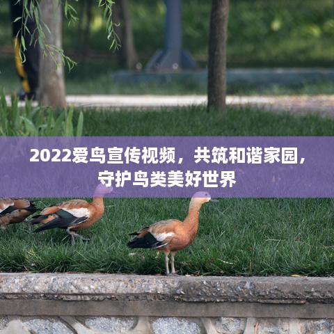 2022愛(ài)鳥(niǎo)宣傳視頻，共筑和諧家園，守護(hù)鳥(niǎo)類(lèi)美好世界