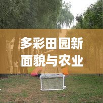 多彩田園新面貌與農(nóng)業(yè)新活力，揭秘鄉(xiāng)村振興新聞?lì)^條