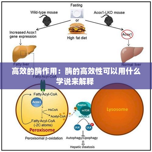 高效的酶作用：酶的高效性可以用什么學(xué)說來解釋 