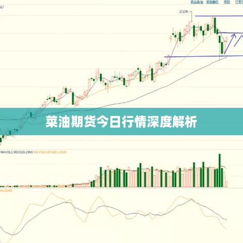 菜油期貨今日行情深度解析