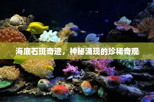 海底石斑奇跡，神秘涌現(xiàn)的珍稀奇觀