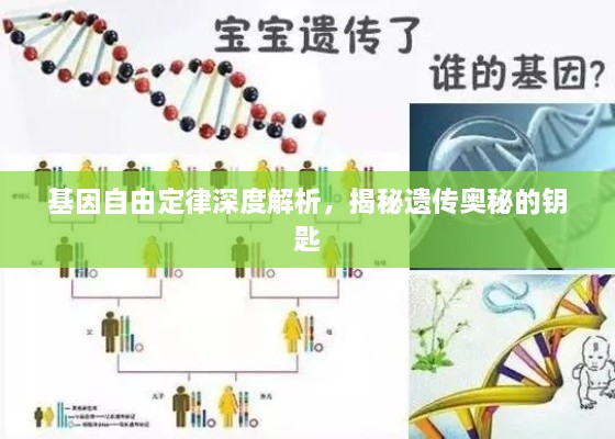 基因自由定律深度解析，揭秘遺傳奧秘的鑰匙