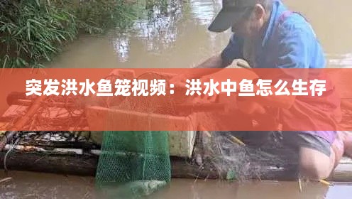 突發(fā)洪水魚籠視頻：洪水中魚怎么生存 