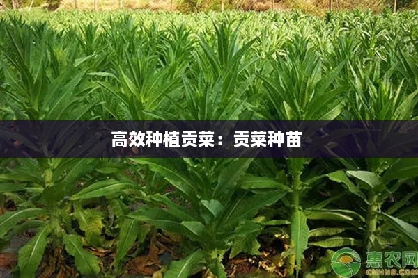 高效種植貢菜：貢菜種苗 