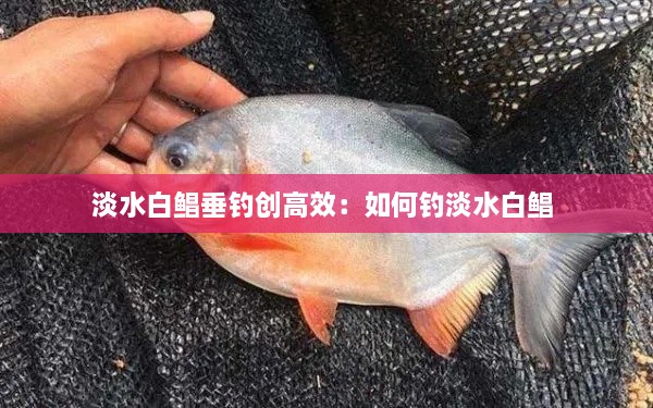 淡水白鯧垂釣創(chuàng)高效：如何釣淡水白鯧 