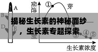 揭秘生長(zhǎng)素的神秘面紗，生長(zhǎng)素專題探索