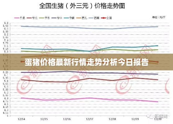 蛋豬價格最新行情走勢分析今日報告